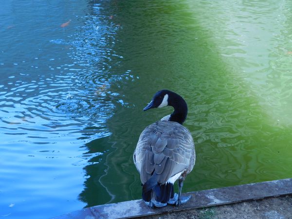 Canadian goose against shades of water thumbnail