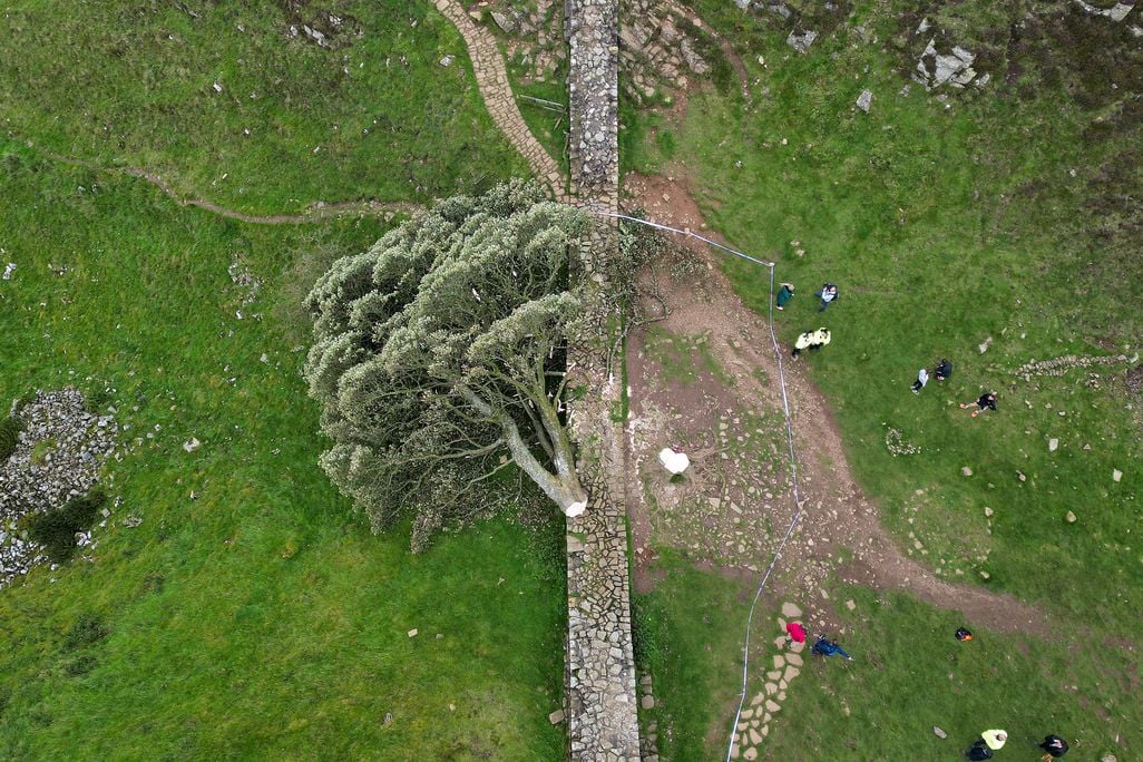 Tree chopped down next to Hadrian's Wall