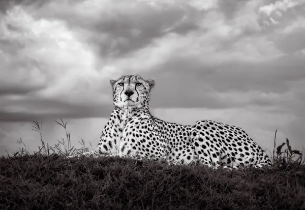 The Sentinel: A cheetah sits on a mound like a sentinel observing the world thumbnail