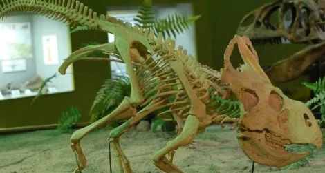 A reconstruction of Protoceratops at the Wyoming Dinosaur Center in Thermopolis, WY