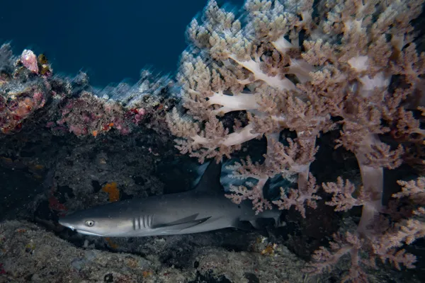 Reef Shark thumbnail