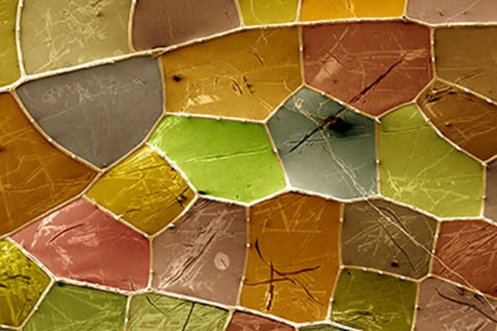 microscopic