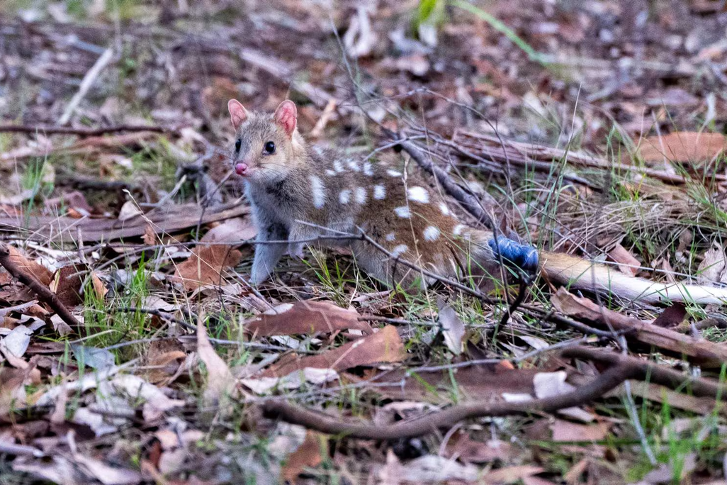 Small spotted creature on the ground