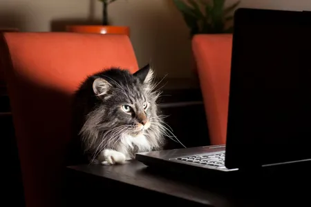 I just want to get this purr-fect.