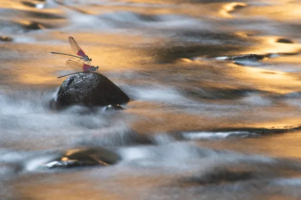 The struggle in the stream thumbnail