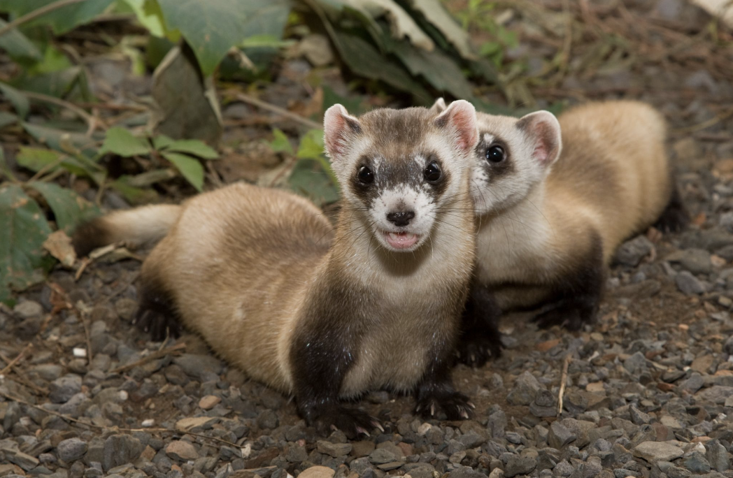 Viking Women and Black-Footed Ferrets Are Coming to the Museum This ...