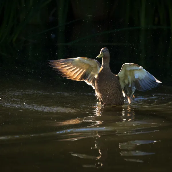 Sweetwater Mallard thumbnail