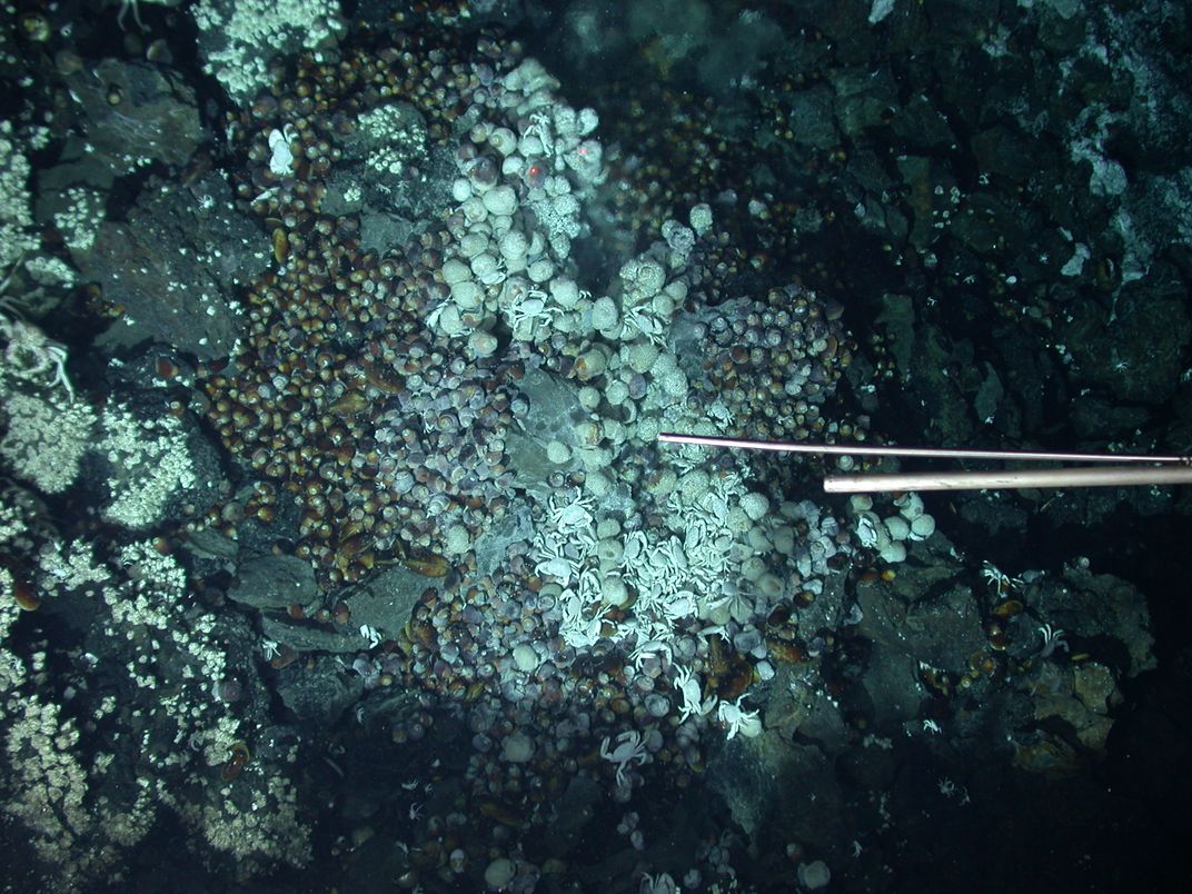 The snails' natural habitat, on the deep sea floor. Photo: Robert Vrijenhoek, Monterey Bay Aquarium Research Institute, and the Woods Hole Oceanographic Research Institution