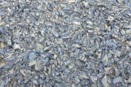 Each by-the-wind sailor is made of a community of genetically identical organisms called "zooids" that perform different tasks.