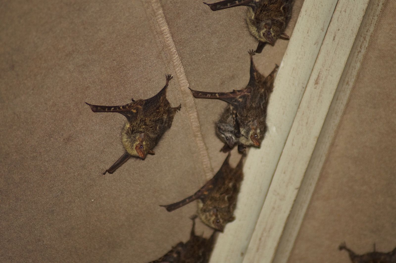 These Small, Stealthy Bats Use High-Frequency Vocalizations to Keep Their Chatter Out of the Range of Predators and Prey