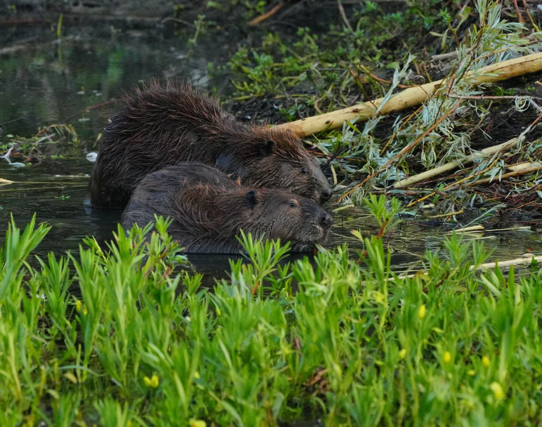 Beaver Photo Op | Smithsonian Photo Contest | Smithsonian Magazine
