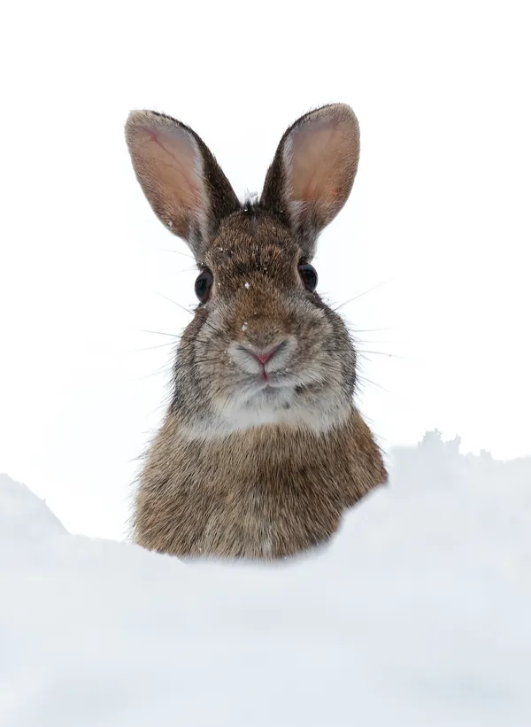 Snow Bunny thumbnail