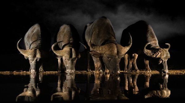 Cape Buffalo drinking from a watering hole thumbnail