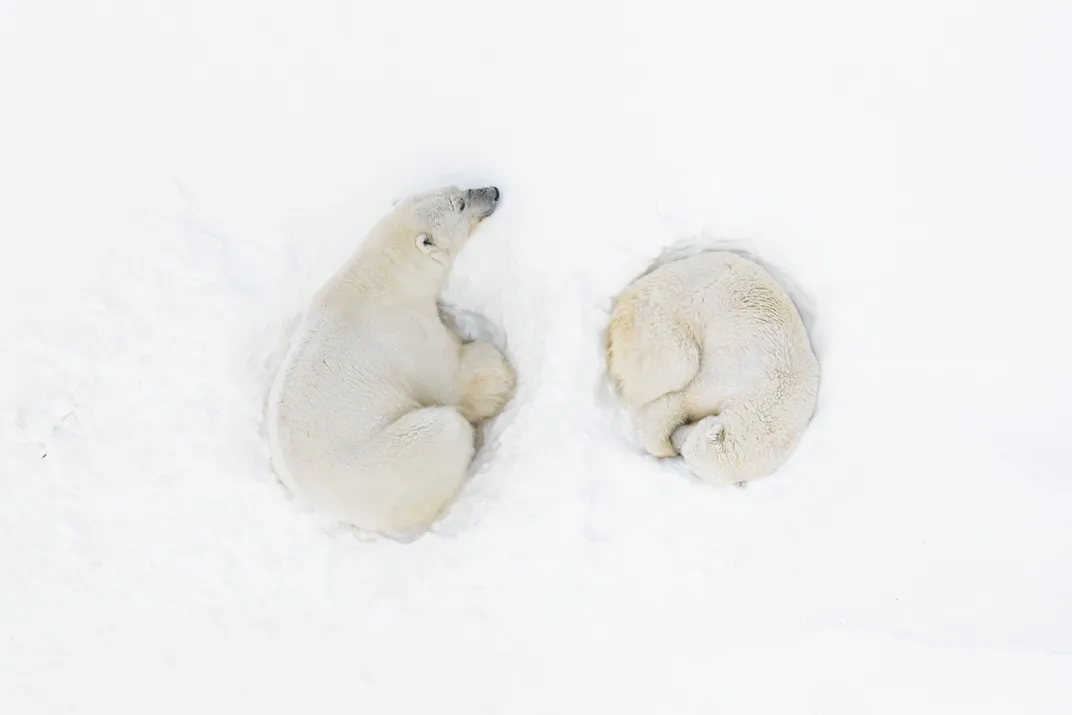 two polar seen from above taking a nap