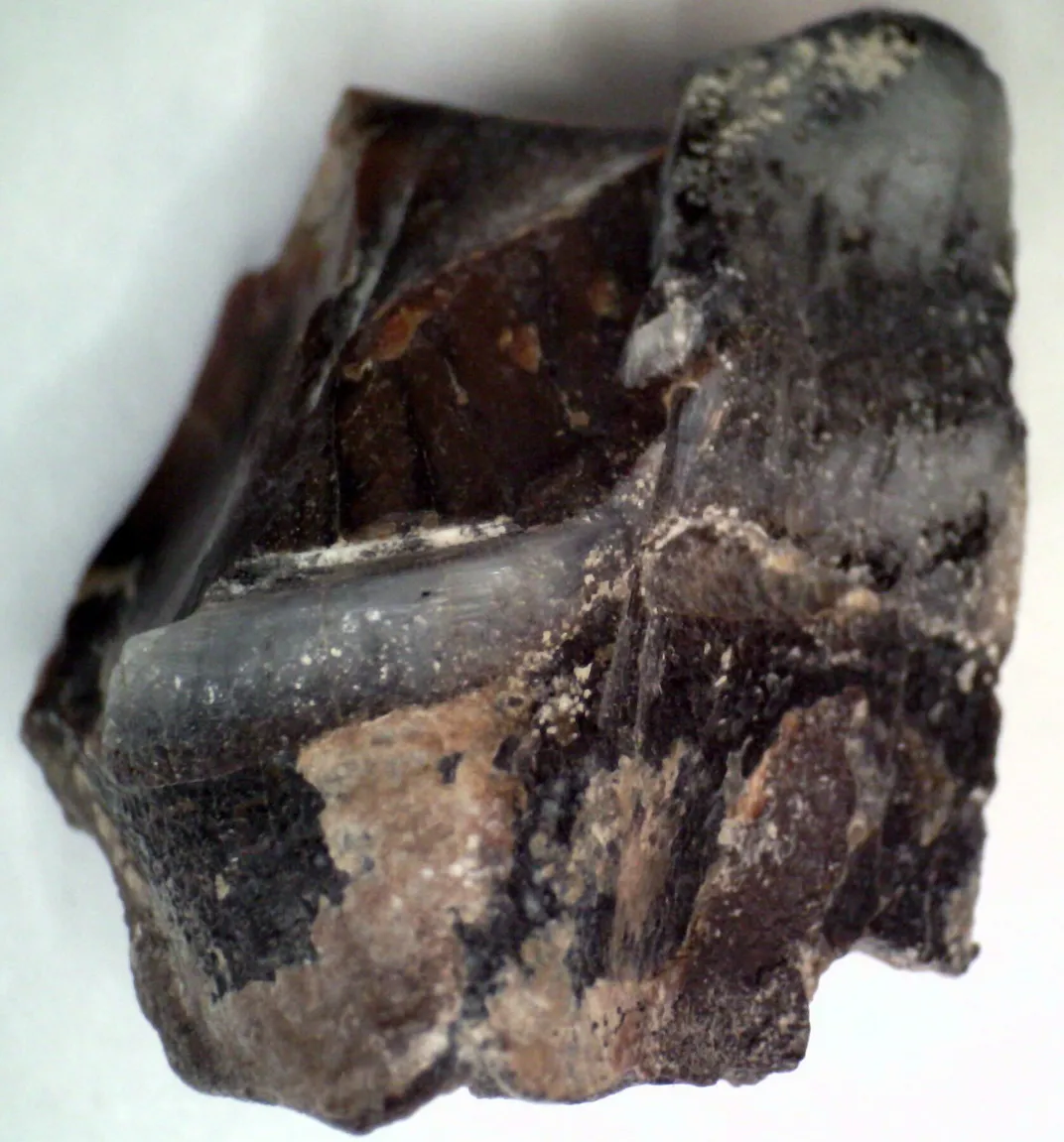a dark tooth fossil