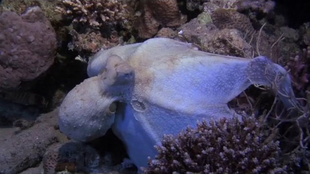 Preview thumbnail for How an Octopus Eats