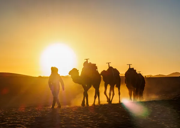 Camels and Sun thumbnail