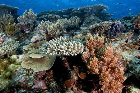 The health of corals on the Great Barrier Reef is routinely being threatened by hot water temperatures. The Australian government is investigating a range of techniques to try to protect the corals and stave off warming.