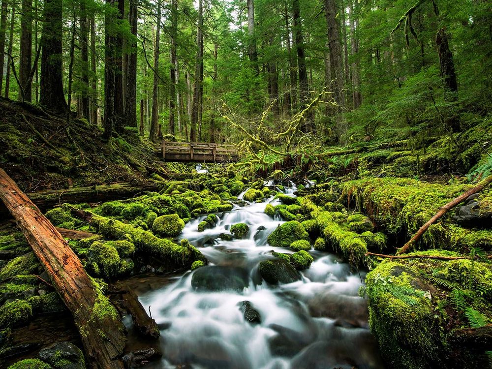 Stream In Washington