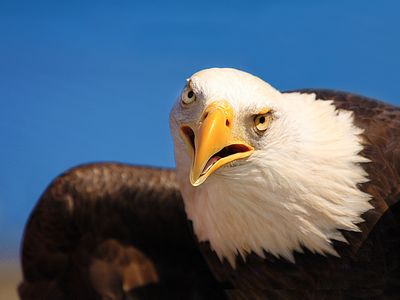 Close-up of a bald eagle at Klamath Basin.