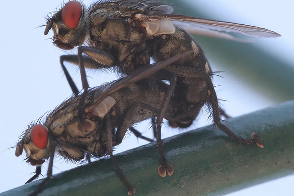 20120725012018flies.jpg