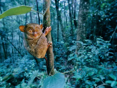 The western tarsier, a rare primate species, has lost large amounts of its Borneo habitat to logging. More of that habitat is likely to disappear because of climate change.