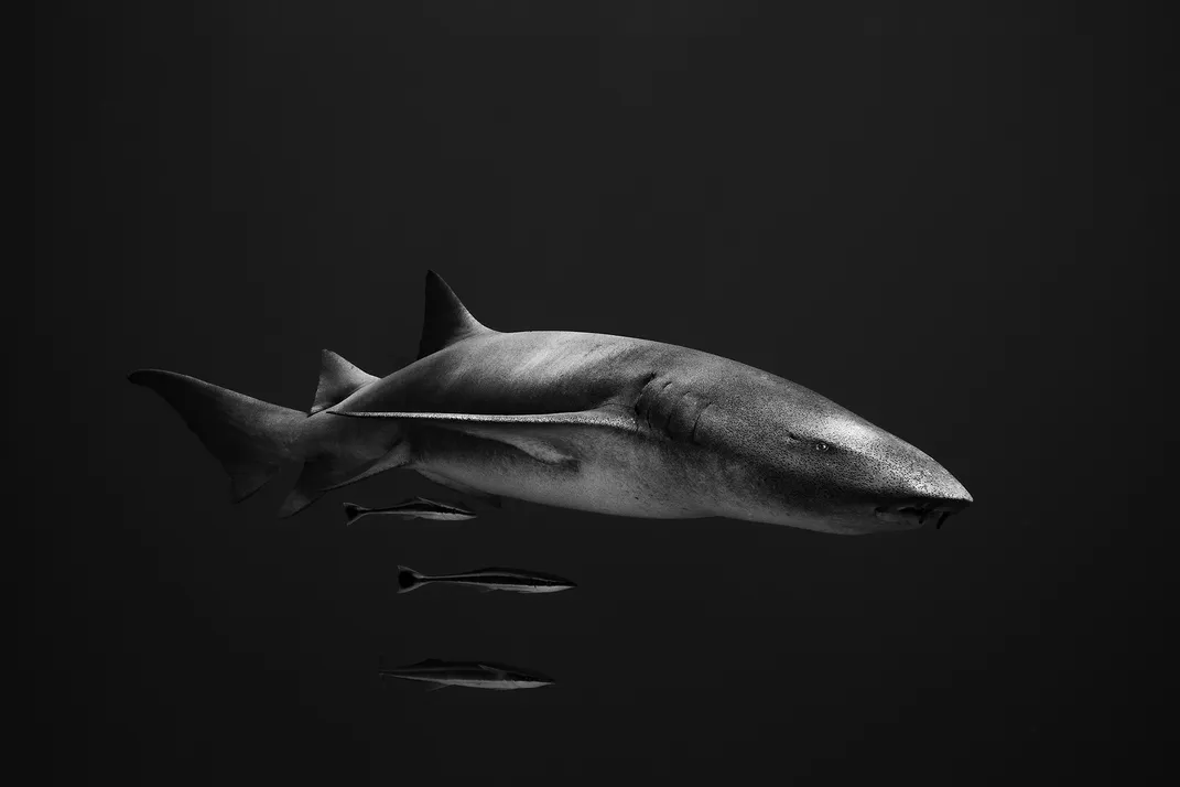 a nurse shark