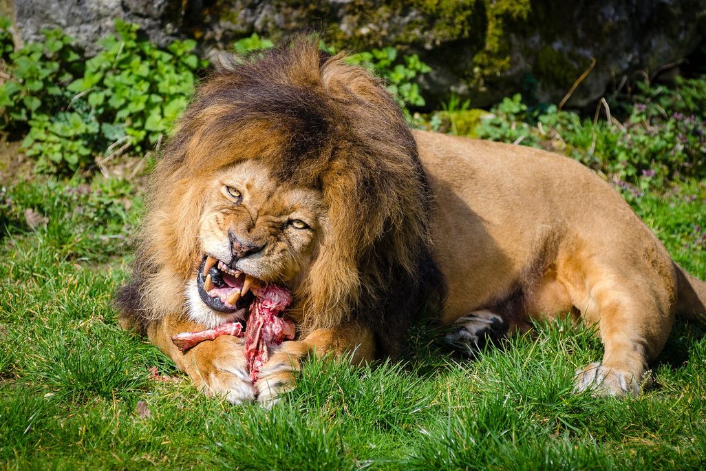 animal-1851658_1920.jpg