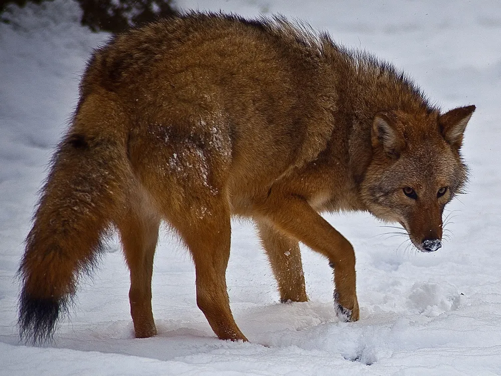 Coywolf