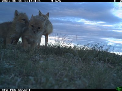 Swift fox pups huddled together at dusk on Montana's grasslands