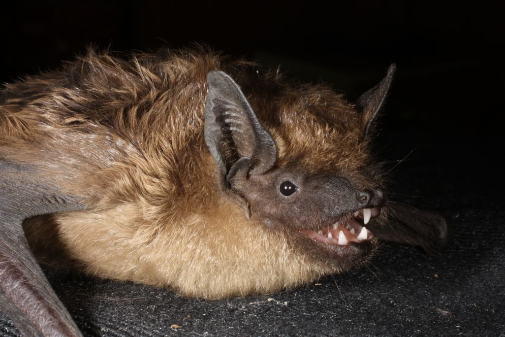 Serotine bat with its mouth open showing its teeth