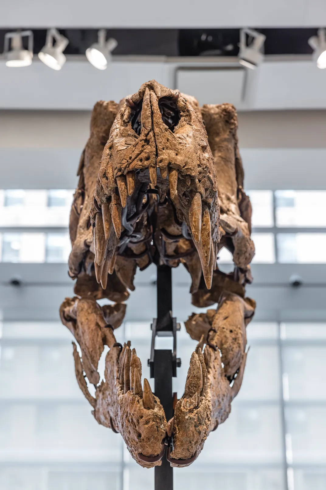 Front view of T. rex skull