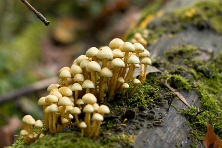 Doomsday mushrooms?