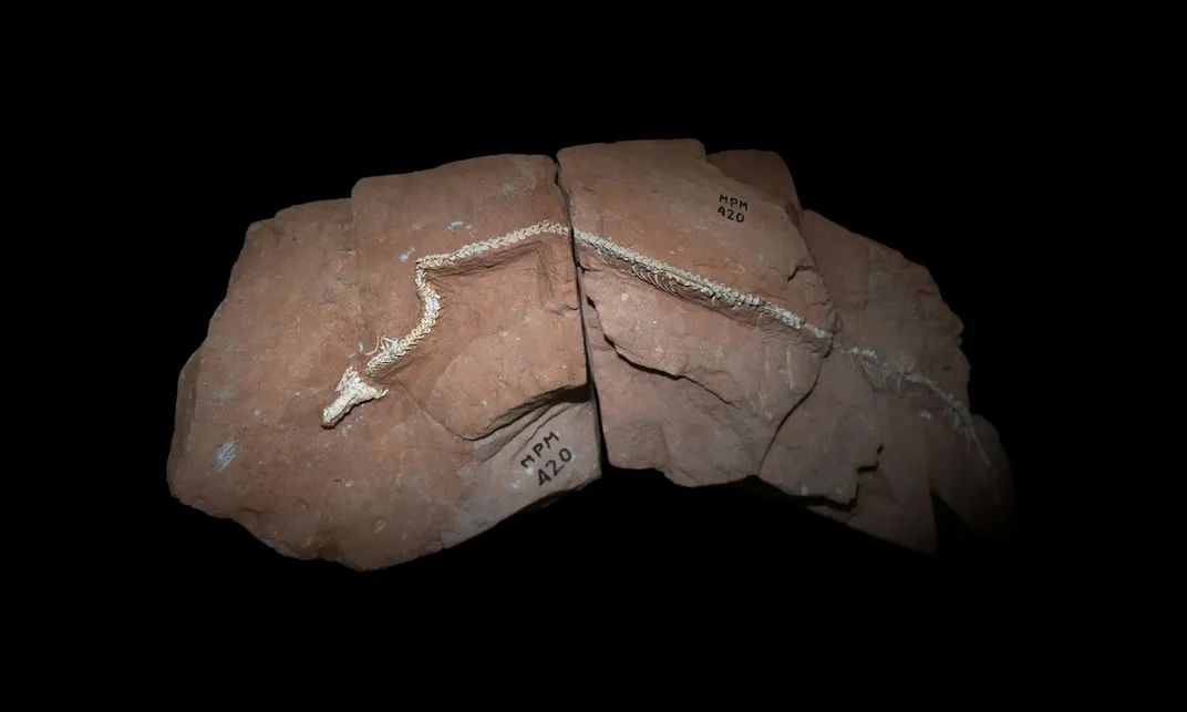 overhead shot of a snake fossil