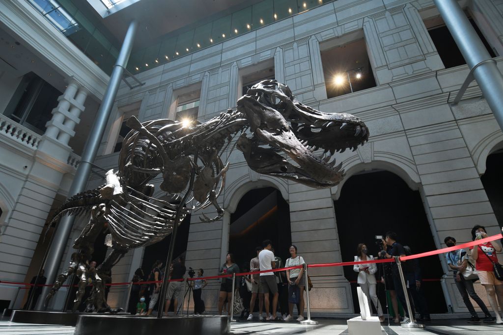 Visitors look at the skeleton of a Tyrannosaurus Rex named Shen at the Victoria Theatre and Concert Hall in Singapore