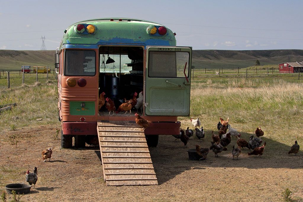 The chicken Ranch Smithsonian Photo Contest Smithsonian Magazine