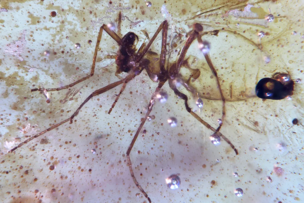 A fly trapped in a studied amber sample.