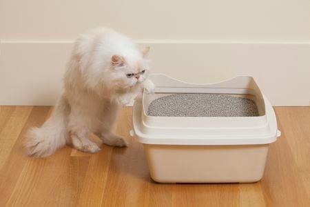 Zeolite, a clay material found in kitty litter, may be the next tool to help reduce greenhouse gases in the atmosphere.&nbsp;