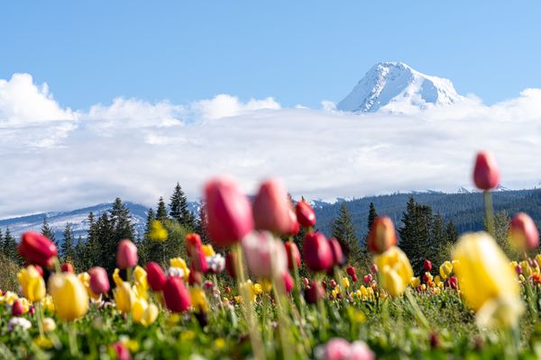Mount Hood, Tulip Season, Hood River, OR thumbnail