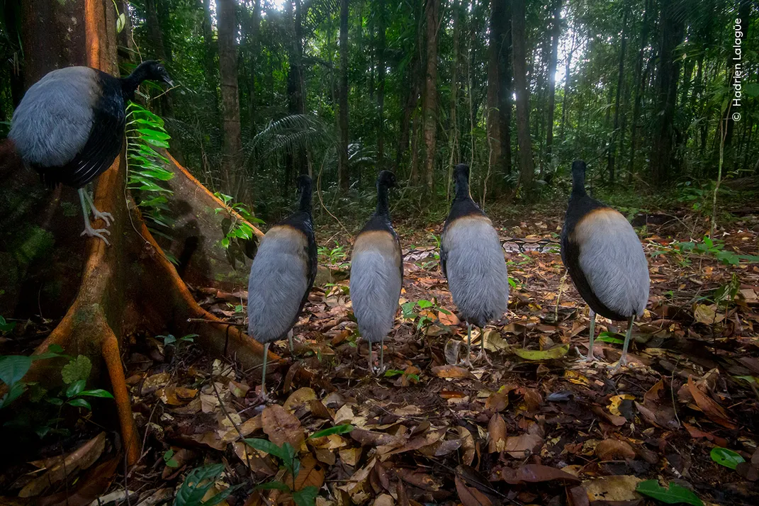 five large birds with grey backs and black heads/necks face away from the camera, looking toward a large snake on the ground in a forest