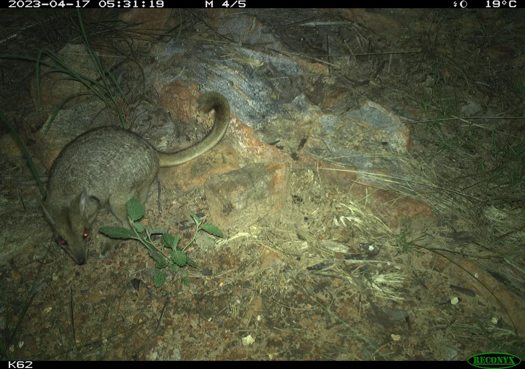 a small wallaby in a rocky area with its head low and forward