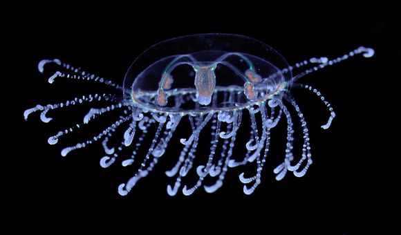 This jellyfish, Scolionema suvaense, was raised in the National Museum of Natural History’s Invertebrate Zoology “AquaRoom.” Here, the species is sinking through food with its tentacles spread wide. (Allen Collins, Smithsonian)