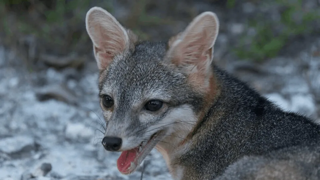 A close-up shot of a small canine creature's head and face, with its mouth open and tongue visible