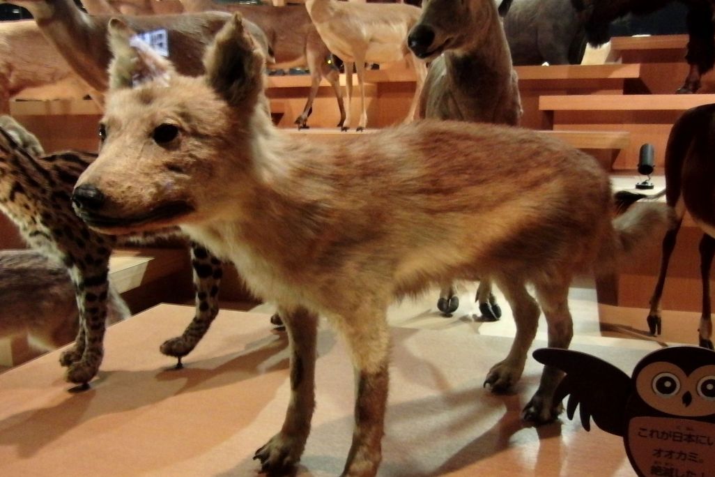 An image of a taxidermed specimen of the Japanese wolf on display at the National Museum of Nature and Science in Tokyo
