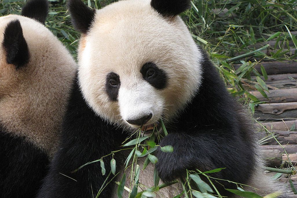 20121113023015panda.jpg