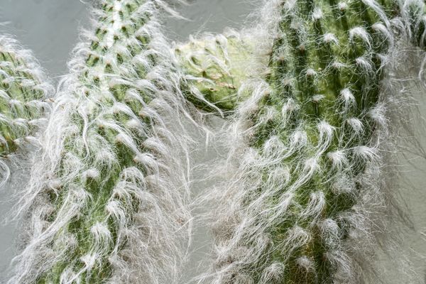 Hairy Cactus thumbnail