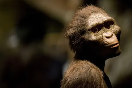 A sculptor&#39;s rendering of &quot;Lucy,&quot;&nbsp;Australopithecus afarensis, at the Houston Museum of Natural Science on August 28, 2007.