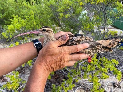 Researchers with the Kivi Kuaka project are tagging a variety of Pacific birds, hoping they will reveal differences in their capacity to detect and respond to dangerous storms and tsunamis.
