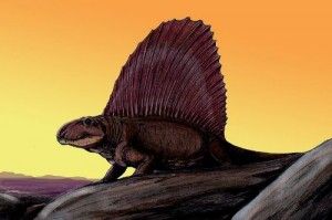 20110520083150Dimetrodon-restoration-300x199.jpg