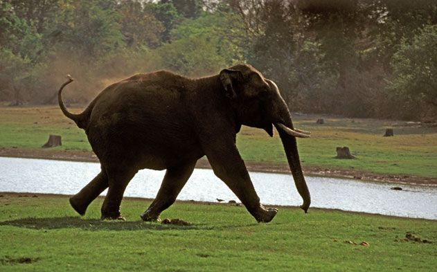 Elephant grazing